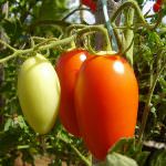 Ragusa: Virus del pomodoro - L'inarrestabile diffusione sta mettendo in ulteriore difficoltà le imprese del settore orticolo