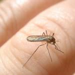 Torino: Zanzare - I sottovasi colmi d'acqua stagnante creano un'ideale situazione per il proliferare di questi fastidiosi insetti