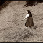 Museo della civiltà contadina con "Il frumento e il frumentone"