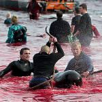 Islanda, al via la caccia alla balena