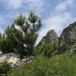 Il Pino Mugo: "la forza vitale dei monti"