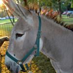 Il Giro d'Italia degli asini arriva a Villa Borghese