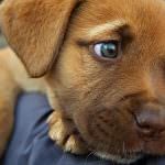 A Terni parte il progetto "Cani in cerca di casa"