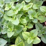 L'origano, medicina naturale contro il cancro alla prostata