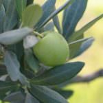 Cia di Taranto: al via "Le Giornate dell'Olivicoltura"