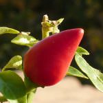 Capsiplex: la pillola al peperoncino che brucia le calorie