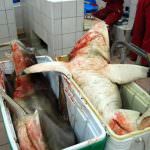 Missione UE: salvare gli squali