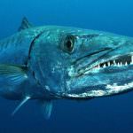 Italia tropicale: nei mari liguri arriva il barracuda
