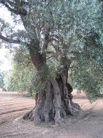 Degustazione di olio d’oliva in Puglia