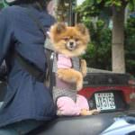 Vacanze, conto alla rovescia: prepara auto e bagaglio anche per Fido!