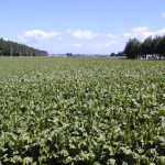 Settore bieticolo-saccarifero, lo stanziamento per il settore passerà da 15,7 a 20,7 milioni di euro