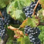 Vendemmia 2009: abbondante e di qualità, ma per i produttori si preannuncia un crollo dei prezzi delle uve