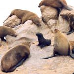 Foche: Divieto europeo per la commercializzazione dei prodotti