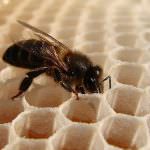 Piemonte: Continua l'attività del Presidente del Consiglio Provinciale Pietro Bondetti in difesa delle eccellenze territoriali