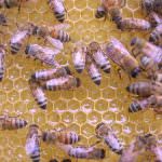 Apicoltura: L'Unione Europea deve verificare lo stato del comparto