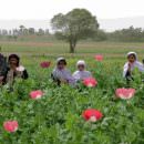 Afghanistan: Il granoturco miete più vittime tra le truppe britanniche che l’oppio