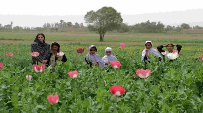 Afghanistan: Il granoturco miete più vittime tra le truppe britanniche che l’oppio