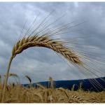 La società civile incontra le istituzioni europee