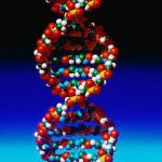 Da sangue e saliva si può ottenere un secondo DNA, cancellando l'originale