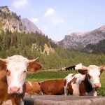 Clima: Coldiretti, caldo soffoca mucche e maiali