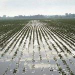 Maltempo: campagne sott'acqua. Distrutte molte produzioni agricole