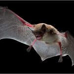 L' uomo come il pipistrello: usare il radar per muoversi al buio