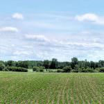 Agricoltura: Per uscire dalla crisi occore studiare nuove norme