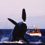 Le Balene? Rende più osservarle che ucciderle
