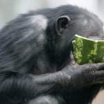 Anche le scimmie lo sanno: mangi di meno, vivi di più