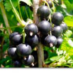 Ribes nero, nemico delle malattie del cuore
