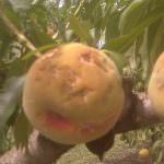 Maltempo: L'8% delle pesche europee distrutte dalla grandine