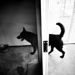 La Dichiarazione Universale dei diritti dell'animale