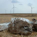 Ambiente, Coldiretti: la speculazione dell'eolico fa strage di aquile