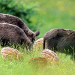Agricoltura: è drammatica emergenza per i danni causati dalla fauna selvatica