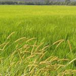 Agricoltura - L'Assessore Camandona: "Ben vengano le segnalazioni del Wwf e della Comunità Europea, ma il mondo agricolo non può rimanere senza prodotti"