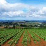 Sviluppo sostenibile per la realtà agricola del sud Italia