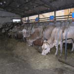 Nelle stalle venete gli animali combattono il caldo con docce e ventilatori