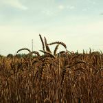 Coldiretti Ferrara è contraria al ritorno dei latifondi