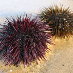 Estate: Trovato a pescare ricci di mare, 2000 euro di multa