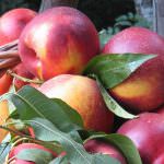 MIPAAF: CAMPAGNA DI PROMOZIONE "PESCHE IN SPIAGGIA"