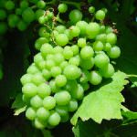 Italia, paese leader della viticoltura sostenibile