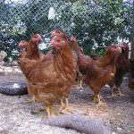 Un premio per gli allevatori che migliorano le condizioni di vita degli animali