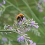 Honey traveller, alla scoperta delle diverse qualità di miele d'Italia