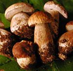 Maltempo: Coldiretti, boom funghi con pioggia record di settembre