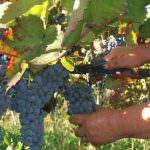 Vendemmia: Corso per imparare ad assaggiare l'uva