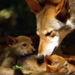 Uccisa una lupa e i suoi tre cuccioli - La provincia di Foggia non permetterà il ripetersi di atti di questa violenza