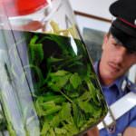 Da Napoli ecco il Marijuancello, il liquore a base di cannabis