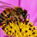Gli apicoltori friulani hanno registrato una forte diminuizione della moria delle api