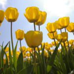 Il 16 aprile da Noordwijk a Haarlem, in Olanda, la Parata dei Tulipani