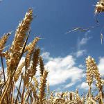 Celiachia: probiotici per i batteri dell'intestino